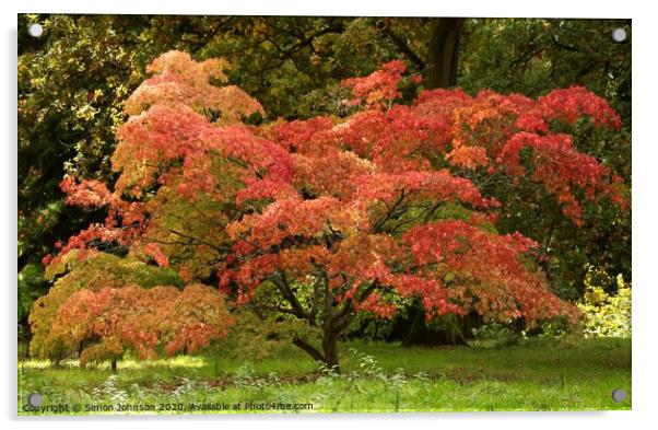  Acer colour Acrylic by Simon Johnson