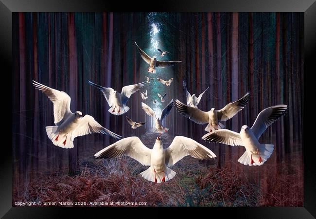 Gulls in the dark forest Framed Print by Simon Marlow