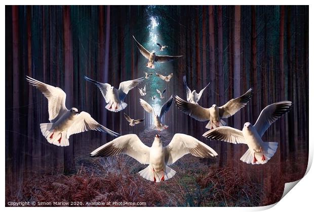 Gulls in the dark forest Print by Simon Marlow