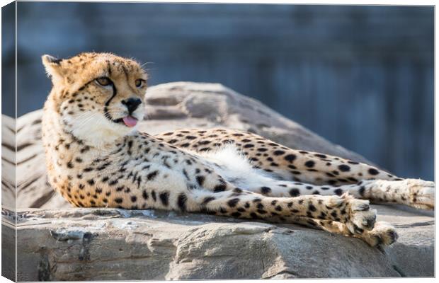 East African cheetah with its tongue out Canvas Print by Jason Wells