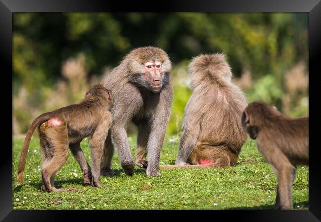 Adult Hamadryas baboon showing whos in charge Framed Print by Jason Wells