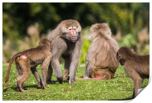 Adult Hamadryas baboon showing whos in charge Print by Jason Wells