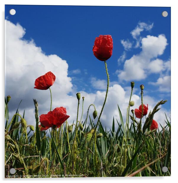 Poppy Field Blue Sky Acrylic by Graham Binns