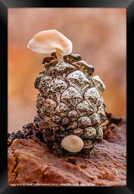 Pinecone Fungi Framed Print by Neal Trafankowski