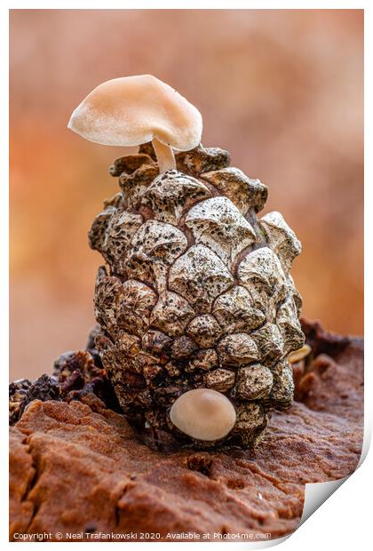 Pinecone Fungi Print by Neal Trafankowski