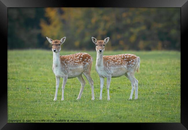 Two young fallow deer Framed Print by Alan Tunnicliffe