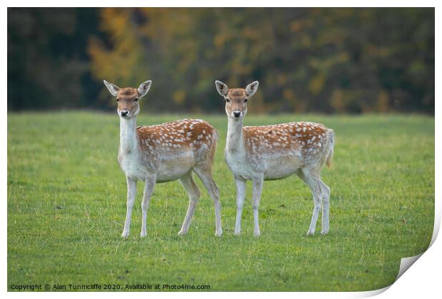 Two young fallow deer Print by Alan Tunnicliffe