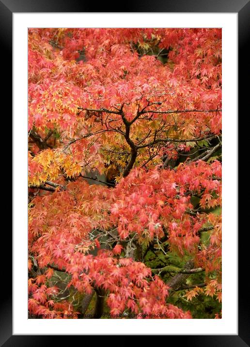 Acer autumn leaves Framed Mounted Print by Simon Johnson