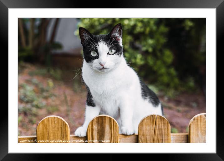 A cat looks directly into the camera Framed Mounted Print by Joaquin Corbalan