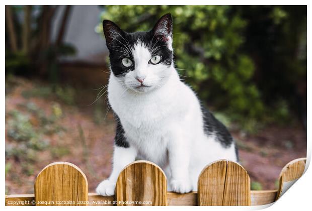 A cat looks directly into the camera Print by Joaquin Corbalan