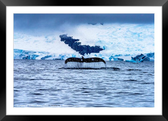 Snowing Humpback Whale Tail Water Charlotte Harbor Antarctica Framed Mounted Print by William Perry