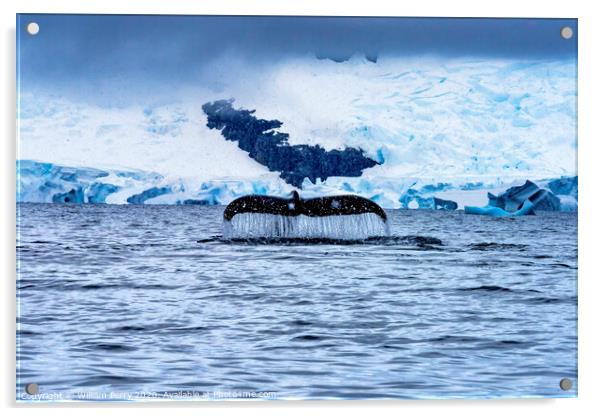 Snowing Humpback Whale Tail Water Charlotte Harbor Antarctica Acrylic by William Perry