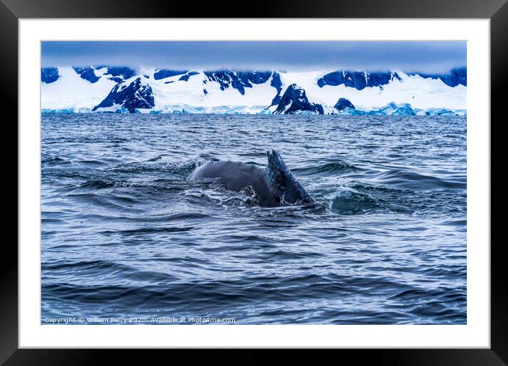 Snowing Humpback Whale Charlotte Harbor Antarctica Framed Mounted Print by William Perry