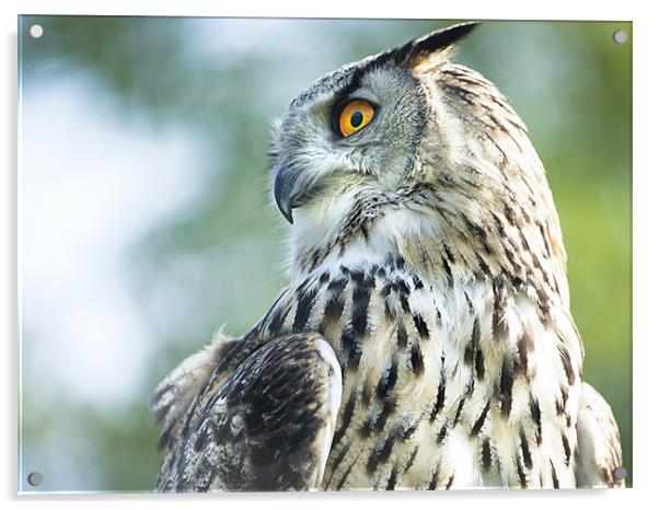 European Eagle Owl Acrylic by Fee Easton