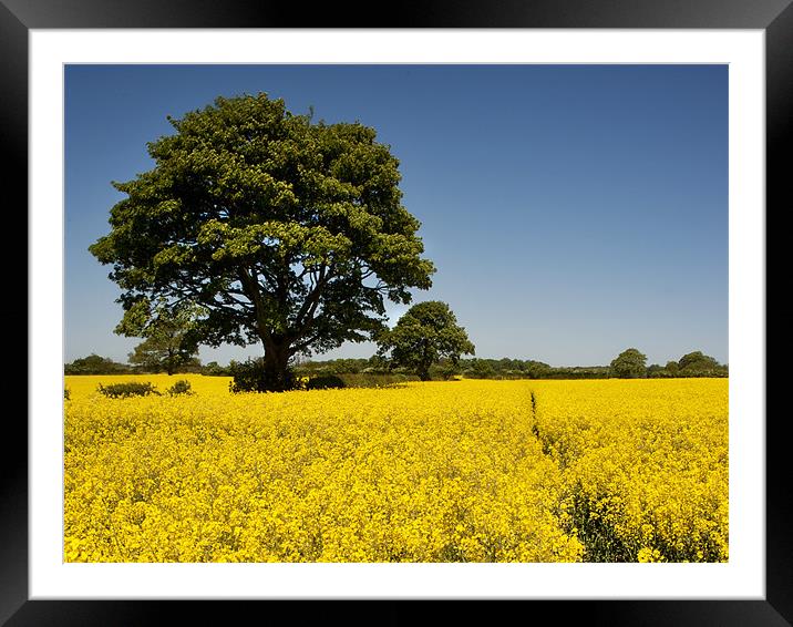 Yellow Framed Mounted Print by Fee Easton