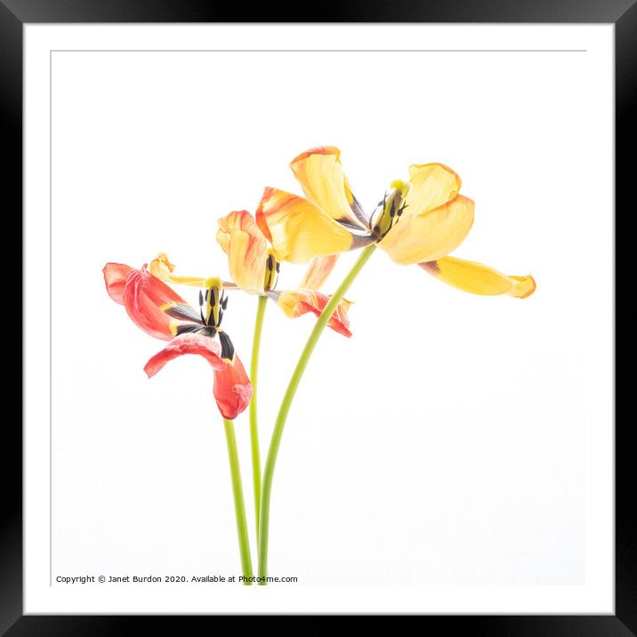 Tulip Trio Framed Mounted Print by Janet Burdon