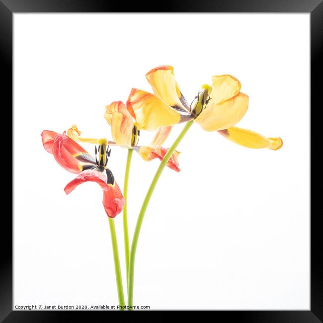 Tulip Trio Framed Print by Janet Burdon