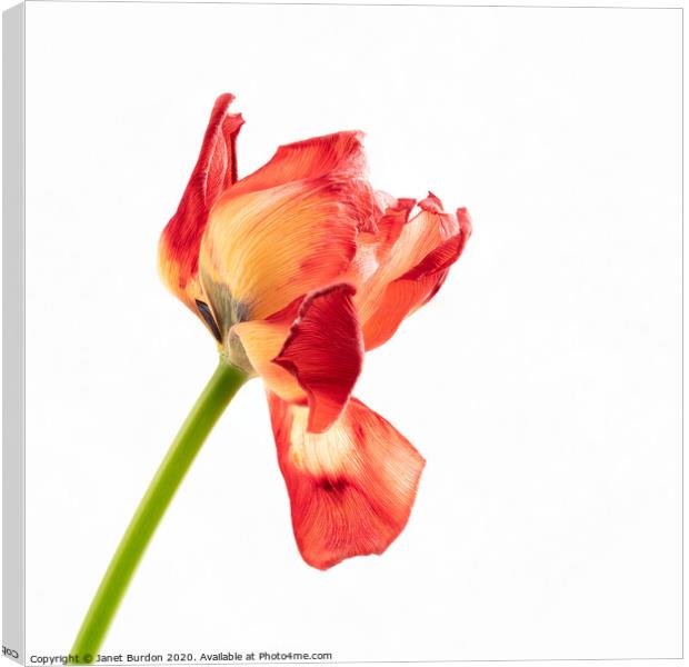 Red Tulip Canvas Print by Janet Burdon