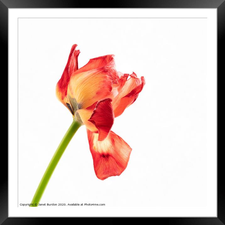 Red Tulip Framed Mounted Print by Janet Burdon