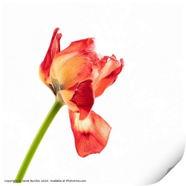 Red Tulip Print by Janet Burdon