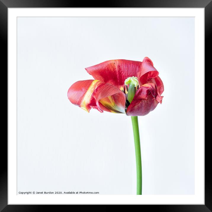 Red Tulip Study Framed Mounted Print by Janet Burdon