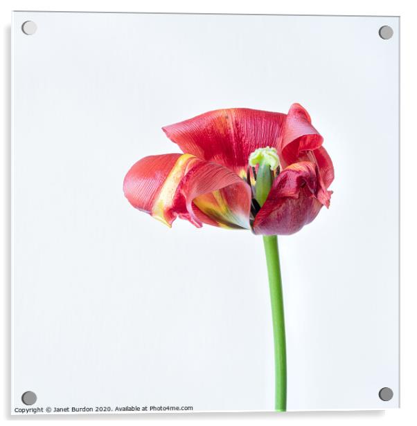 Red Tulip Study Acrylic by Janet Burdon