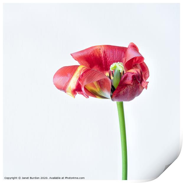 Red Tulip Study Print by Janet Burdon