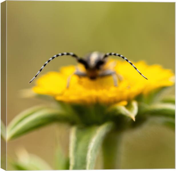Close-up picture from small longhorn beetle on the yellow flower Canvas Print by Arpad Radoczy