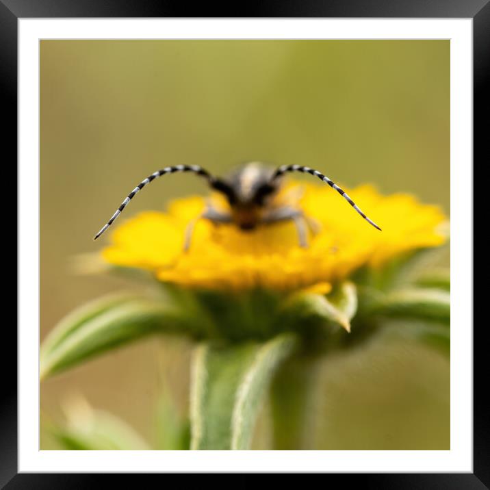 Close-up picture from small longhorn beetle on the yellow flower Framed Mounted Print by Arpad Radoczy