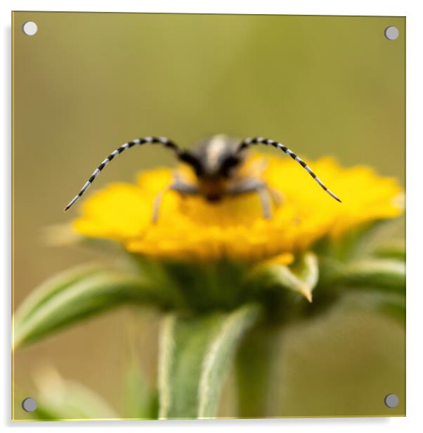 Close-up picture from small longhorn beetle on the yellow flower Acrylic by Arpad Radoczy