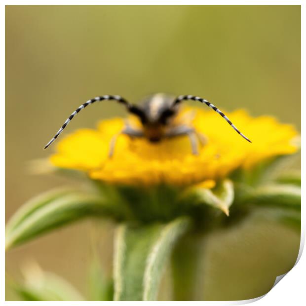 Close-up picture from small longhorn beetle on the yellow flower Print by Arpad Radoczy