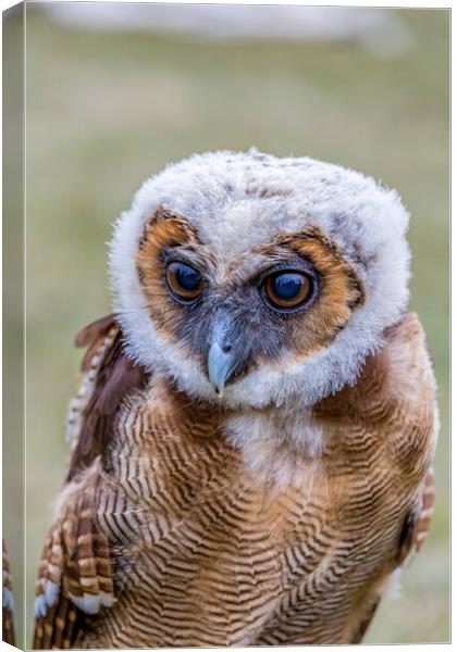 Young Brown Spotted Owl Canvas Print by Arpad Radoczy