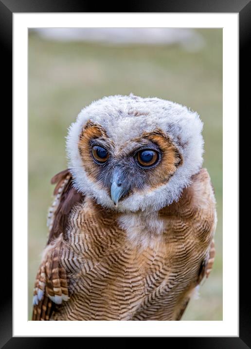 Young Brown Spotted Owl Framed Mounted Print by Arpad Radoczy