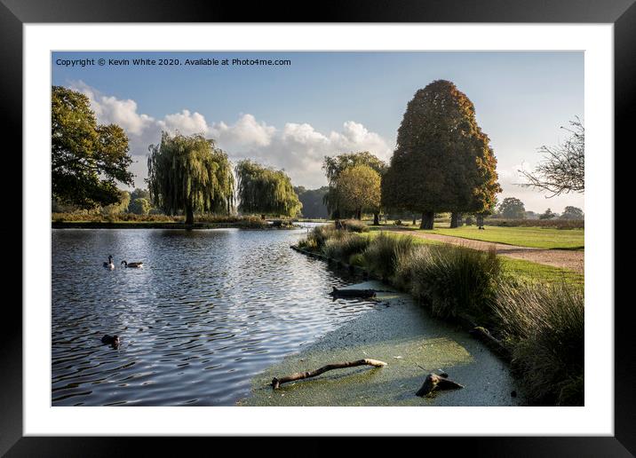 Early morning stroll in Bushy Park Framed Mounted Print by Kevin White
