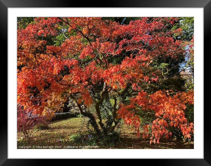 Autumn Tree in Grasmere Framed Mounted Print by Ailsa Darragh