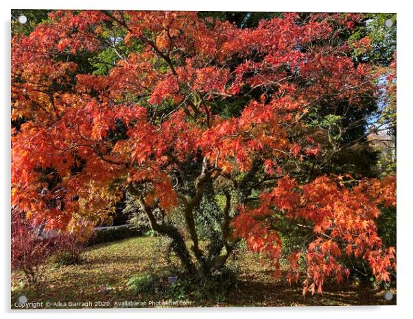 Autumn Tree in Grasmere Acrylic by Ailsa Darragh