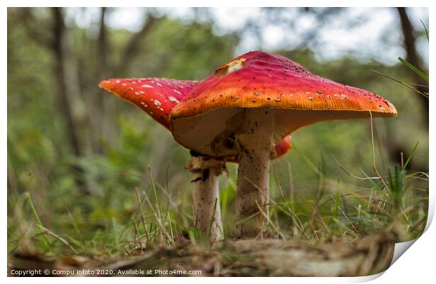 Amanita muscaria mushroom in the forest Print by Chris Willemsen