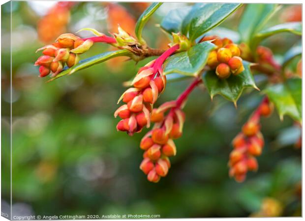 Berberis Buds Canvas Print by Angela Cottingham