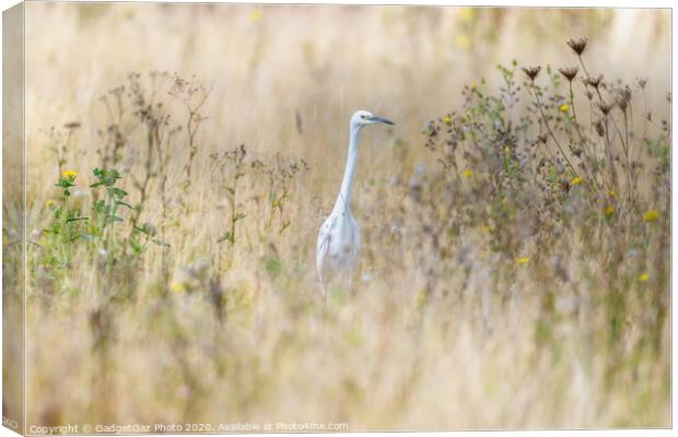 Little Egret in the fields Canvas Print by GadgetGaz Photo