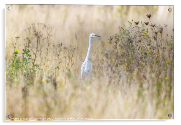 Little Egret in the fields Acrylic by GadgetGaz Photo