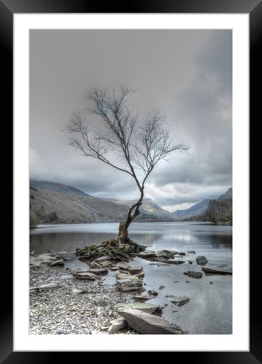 Llyn Padarn The Lone Tree  snowdonia  Framed Mounted Print by Jon Fixter