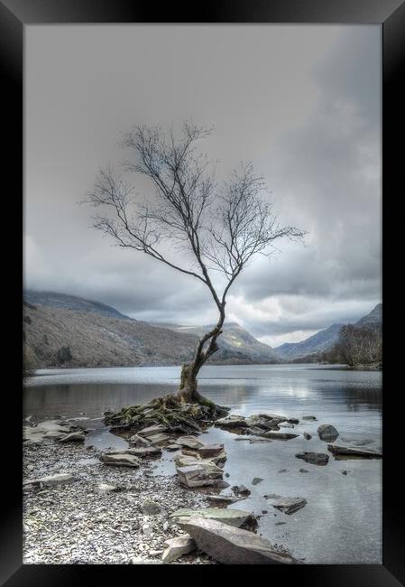 Llyn Padarn The Lone Tree  snowdonia  Framed Print by Jon Fixter