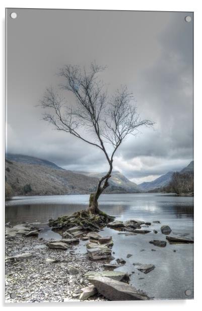Llyn Padarn The Lone Tree  snowdonia  Acrylic by Jon Fixter