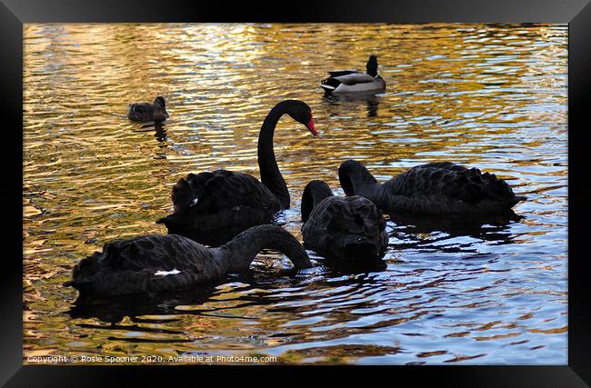 Black Swan family at Dawlish Brook in South Devon Framed Print by Rosie Spooner