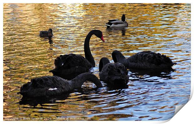 Black Swan family at Dawlish Brook in South Devon Print by Rosie Spooner
