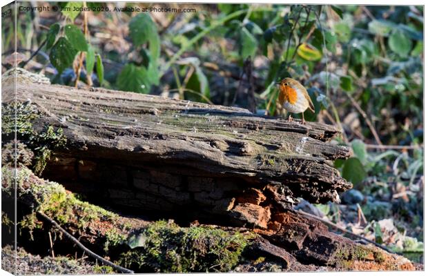 Robin on frosted log in winter sunshine Canvas Print by Jim Jones