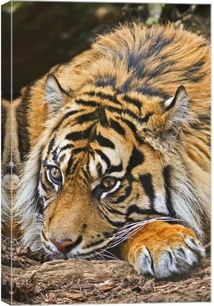 Sumatran Tiger Canvas Print by David Pringle