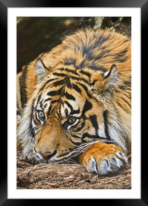 Sumatran Tiger Framed Mounted Print by David Pringle