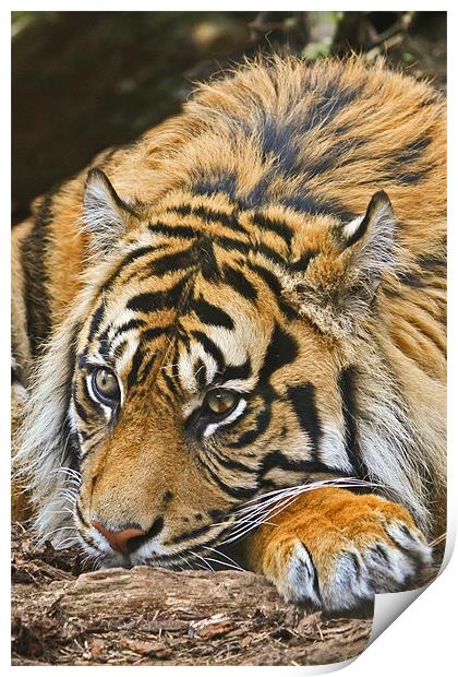 Sumatran Tiger Print by David Pringle