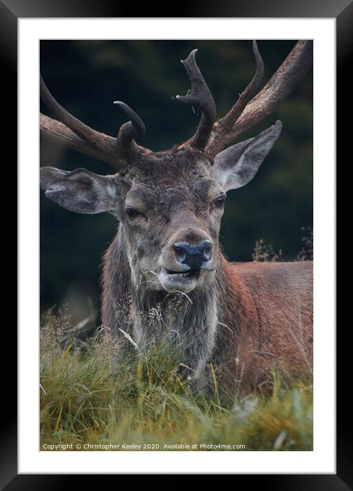 Handsome deer stag Framed Mounted Print by Christopher Keeley